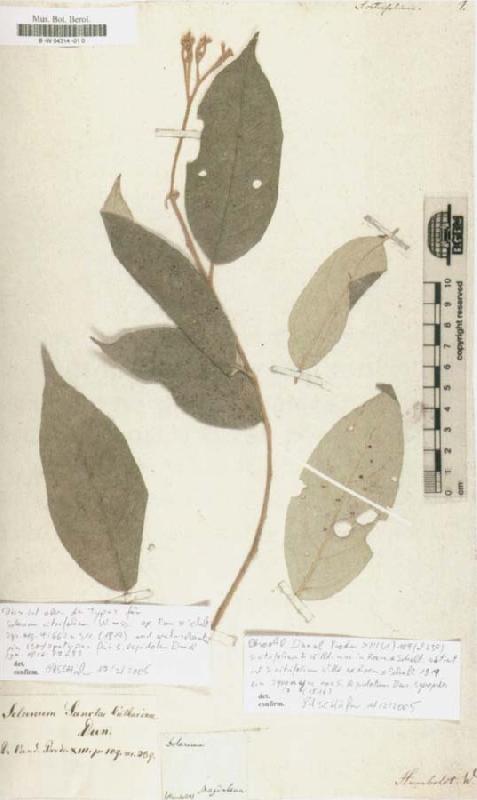 Alexander von Humboldt Solanum citrifolium
